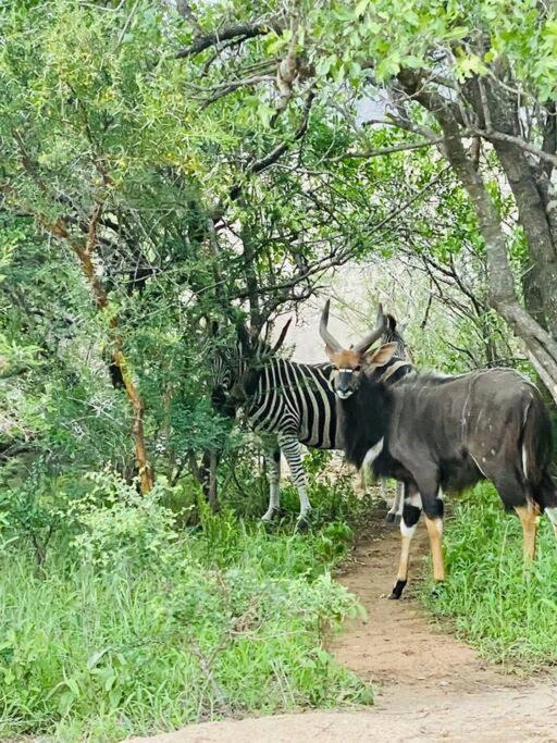 Wildheart Safari - MAIN Lägenhet Hoedspruit Exteriör bild