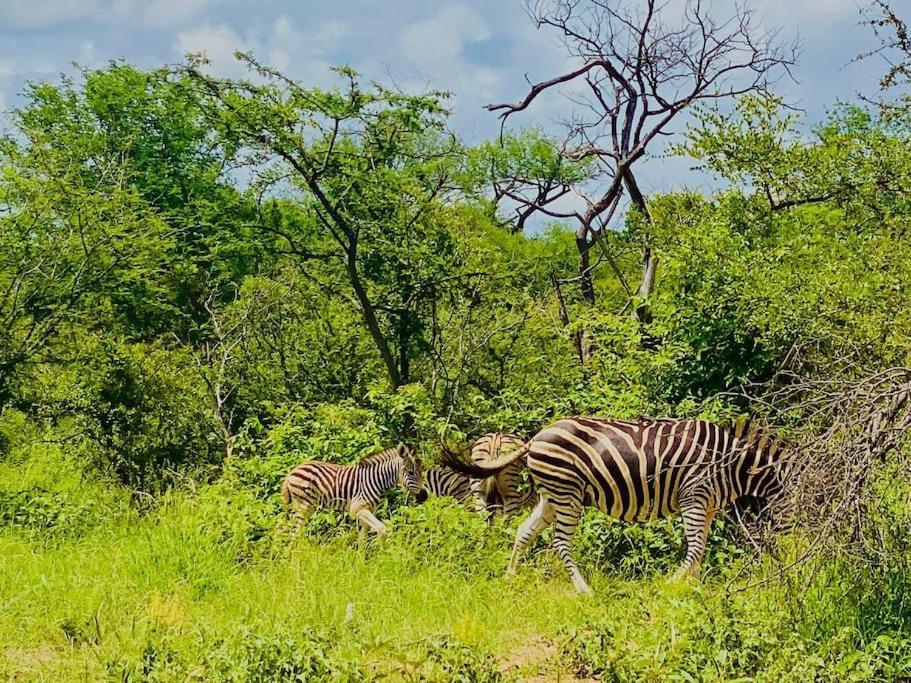 Wildheart Safari - MAIN Lägenhet Hoedspruit Exteriör bild