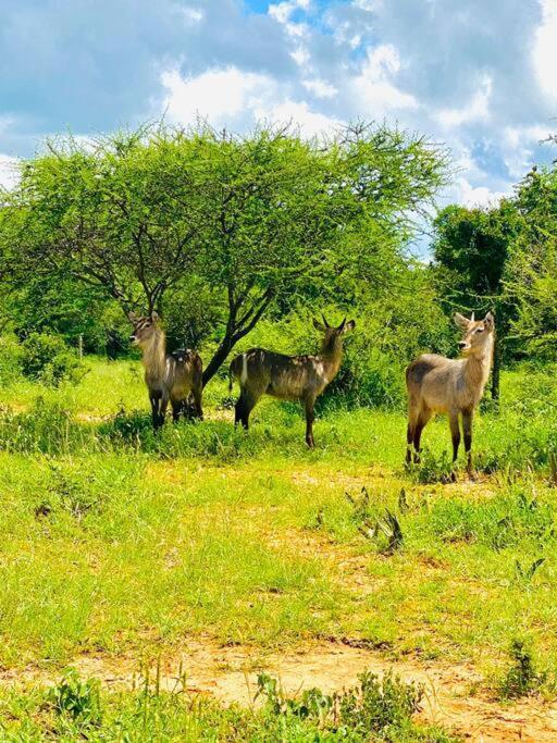 Wildheart Safari - MAIN Lägenhet Hoedspruit Exteriör bild