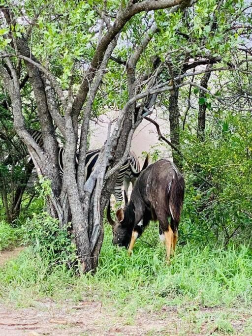 Wildheart Safari - MAIN Lägenhet Hoedspruit Exteriör bild