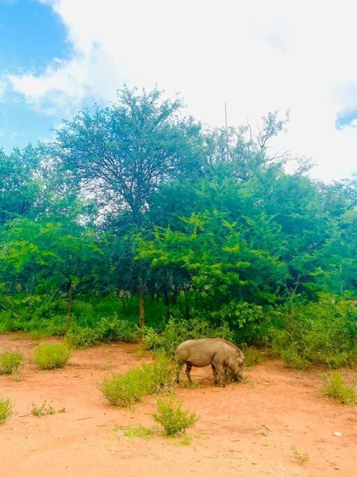 Wildheart Safari - MAIN Lägenhet Hoedspruit Exteriör bild