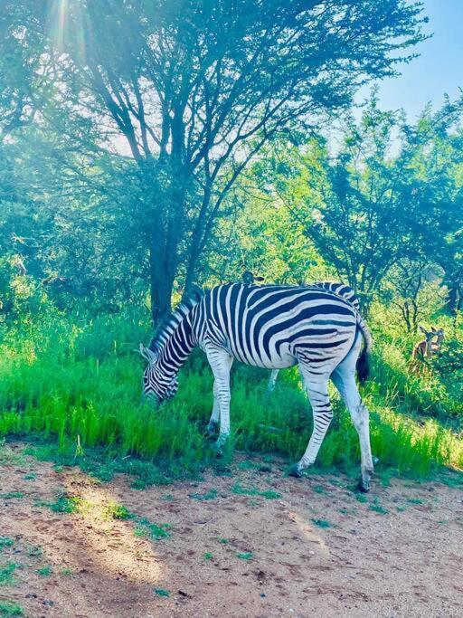 Wildheart Safari - MAIN Lägenhet Hoedspruit Exteriör bild