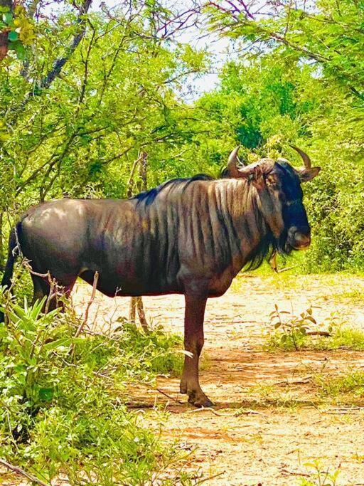 Wildheart Safari - MAIN Lägenhet Hoedspruit Exteriör bild