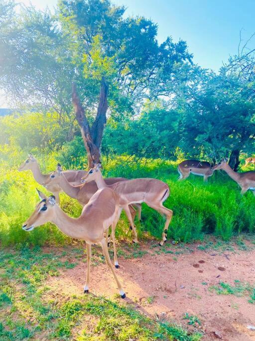 Wildheart Safari - MAIN Lägenhet Hoedspruit Exteriör bild