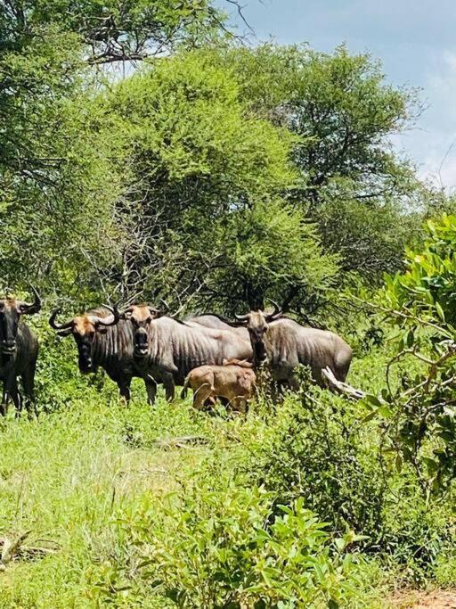 Wildheart Safari - MAIN Lägenhet Hoedspruit Exteriör bild