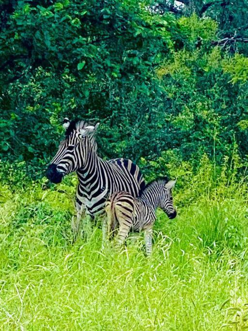 Wildheart Safari - MAIN Lägenhet Hoedspruit Exteriör bild